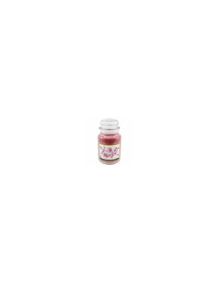 Candela Cheerful media- OFFERTA !!